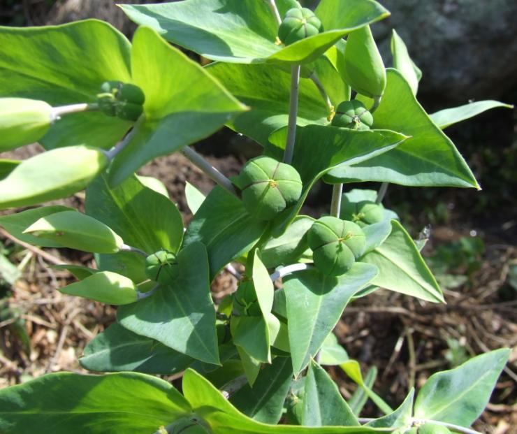Euphorbia lathyris e Sambucus ebulus