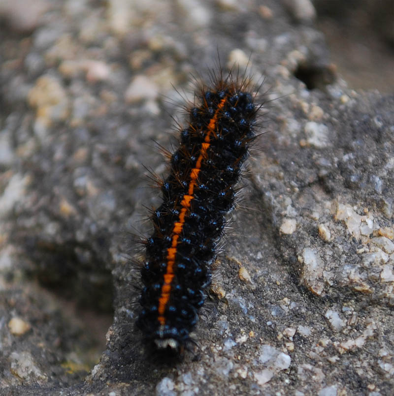 identificazione - Coscinia striata