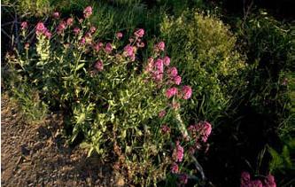 Centranthus ruber