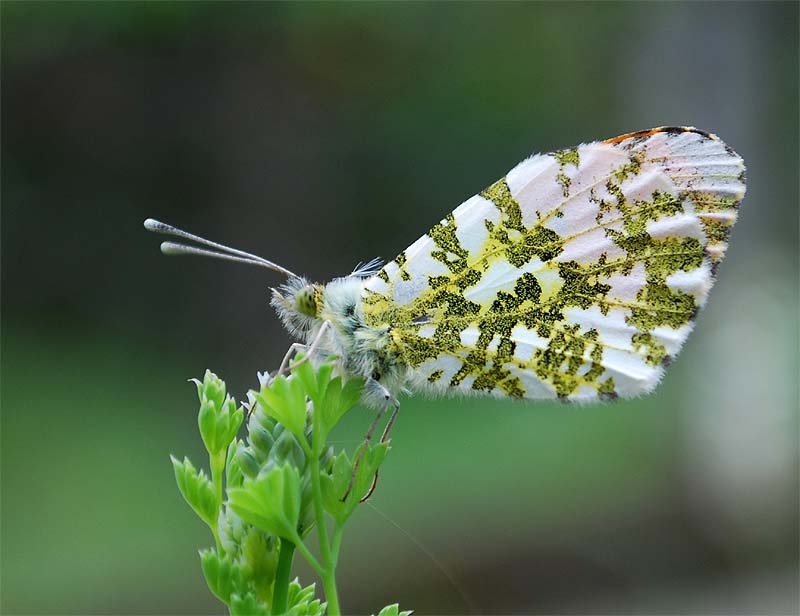 Anthocharis cardamines