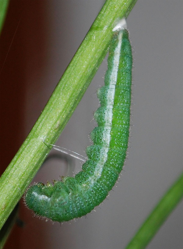 Anthocharis cardamines