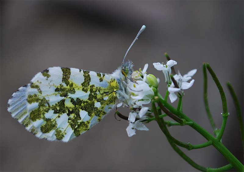 Anthocharis cardamines