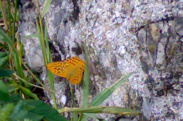 Argynnis paphia