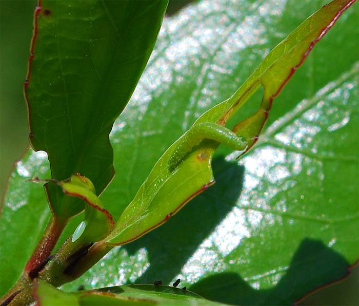 bruco gonepteryx   domanda