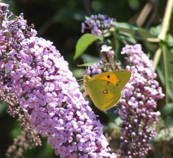 sulla buddleia