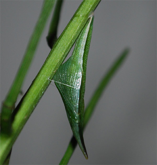 Anthocharis cardamines