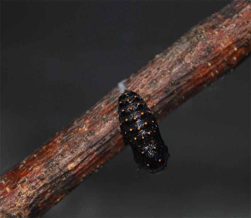 crisalide melitaea cinxia e problemino