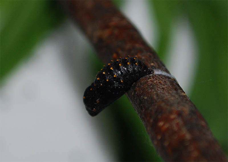 crisalide melitaea cinxia e problemino