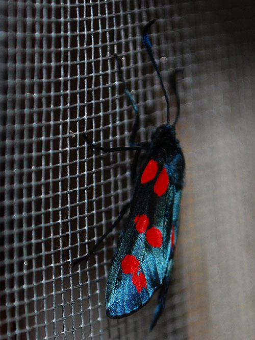 Zygaena filipendulae- nata e dubbio crisalide