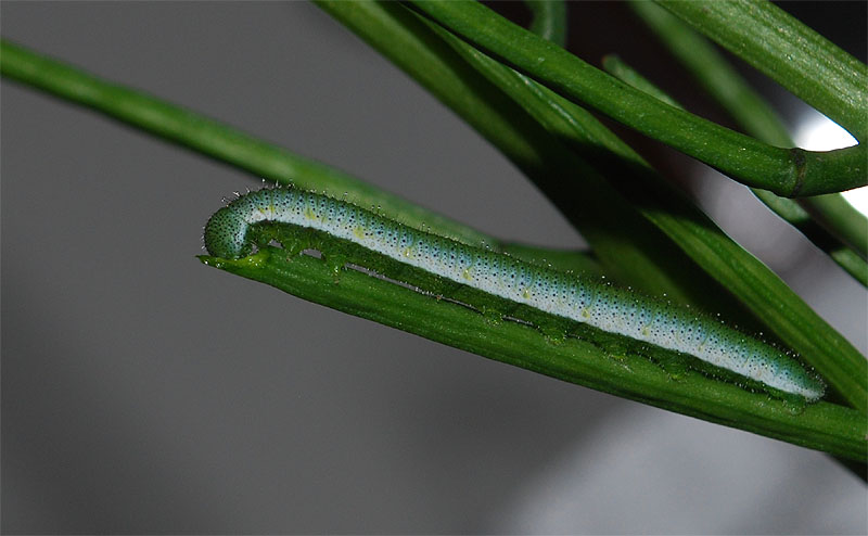 Anthocharis cardamines