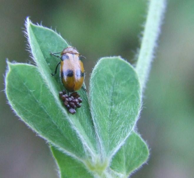 Coptocephala scopolina kuesteri