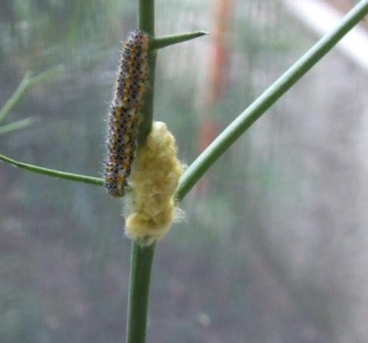 Pontia edusa
