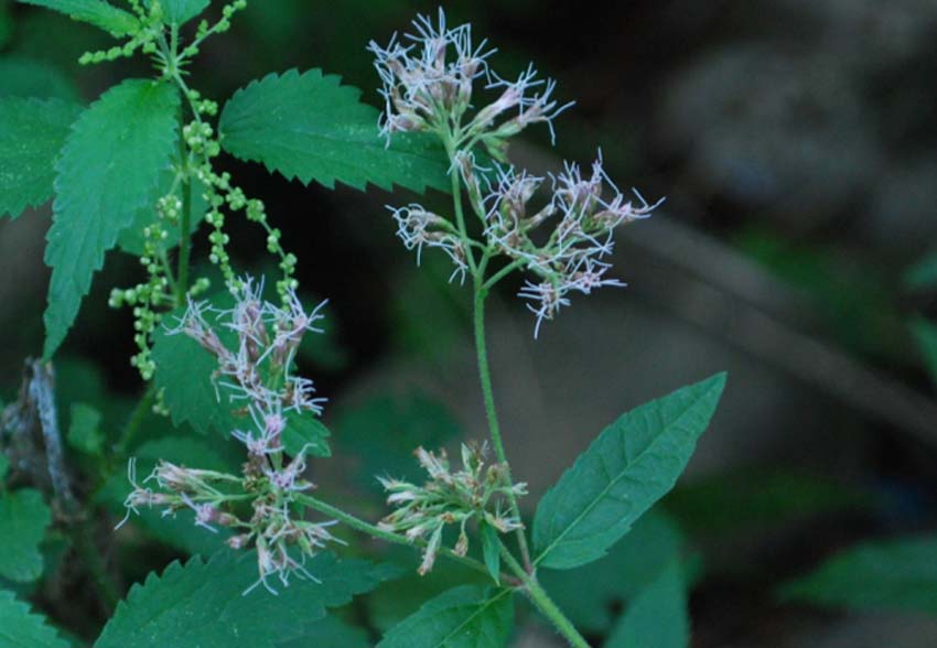 Eupatorium cannabinum