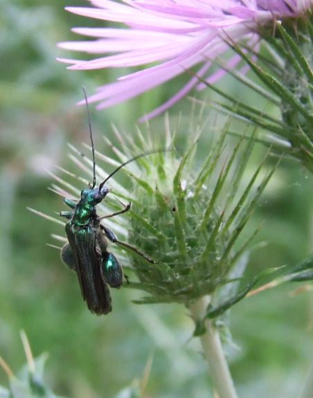 Oedemera nobilis