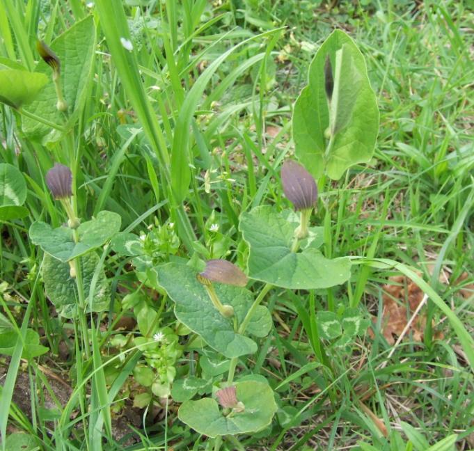 Aristolochia  rotunda