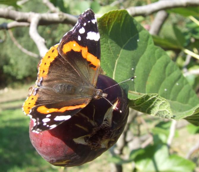 Vanessa atalanta spuntino
