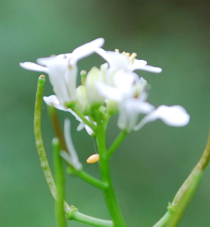 Anthocharis cardamines