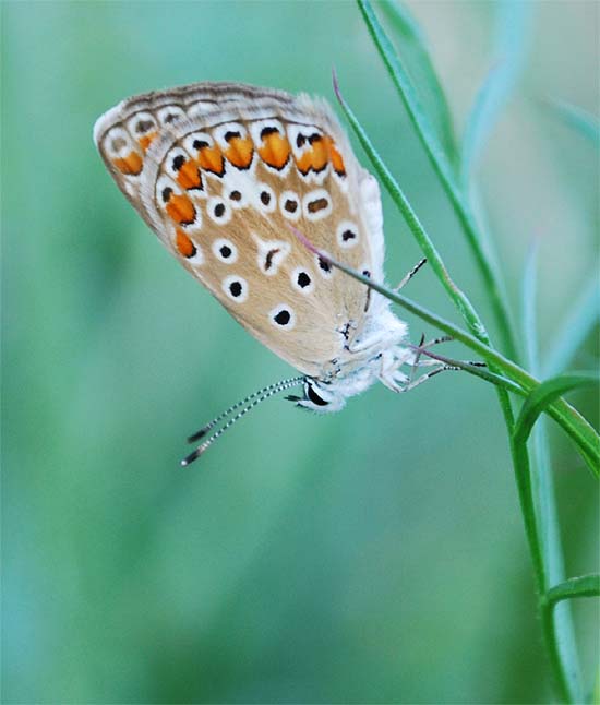 Polyommatus icarus femmina
