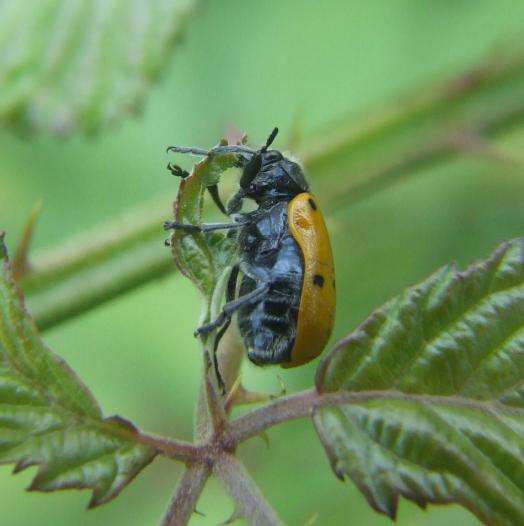 Lachnaia italica subsp. italica (Chrysomelidae)