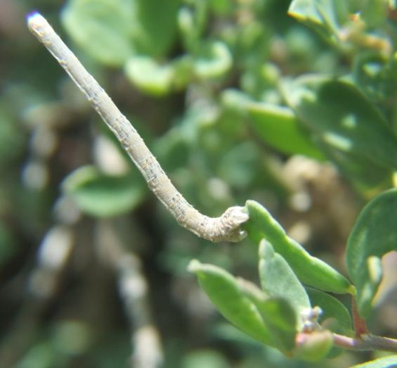 Geometridae