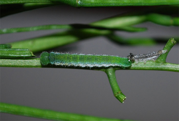 Anthocharis cardamines