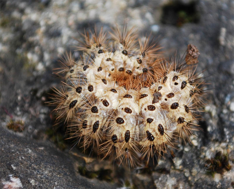 identificazione2 - Cymbalophora pudica