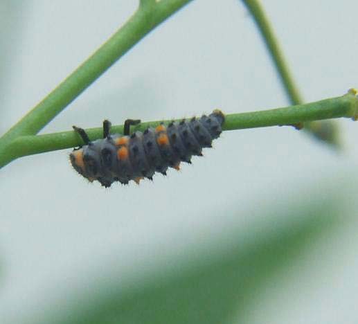 larva