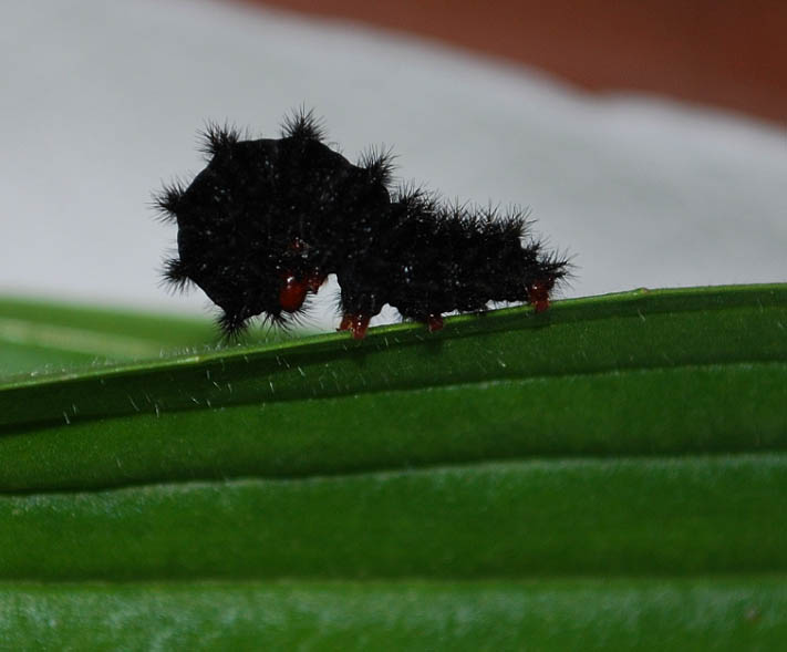 crisalide melitaea cinxia e problemino