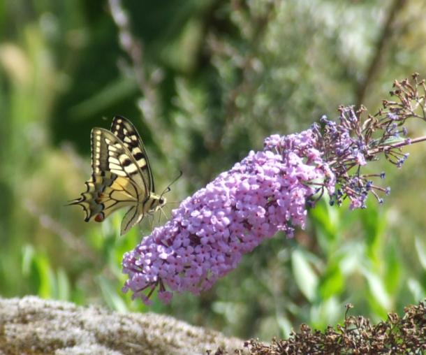 sulla buddleia