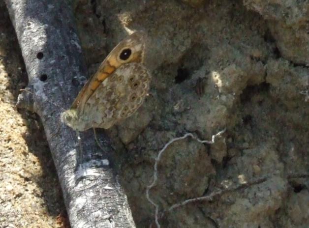 Lasiommata megera