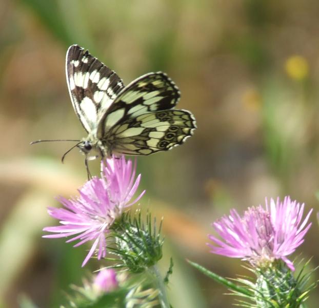 Melanargia galathea