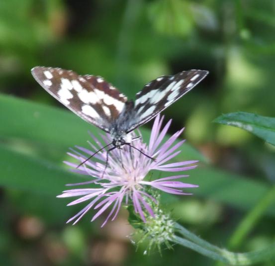 Melanargia galathea