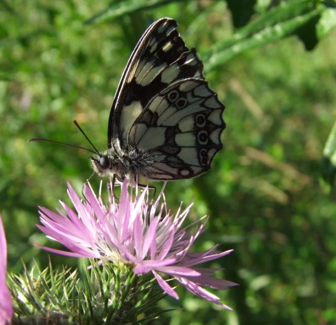 Melanargia galathea