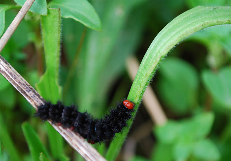 melitaea cinxia