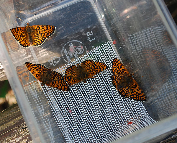 Melitaea cinxia - nate -