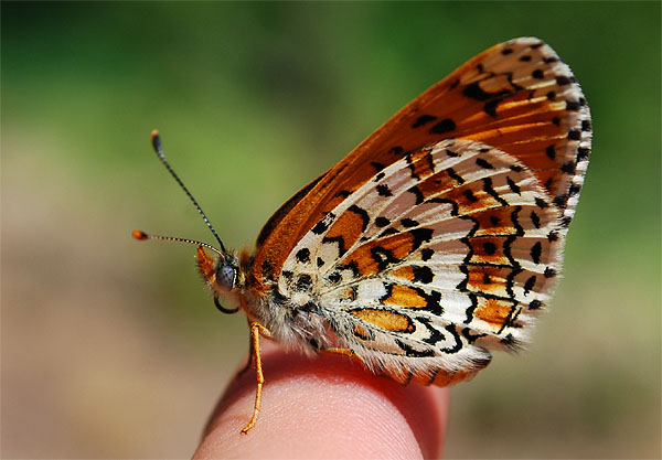 Melitaea cinxia - nate -