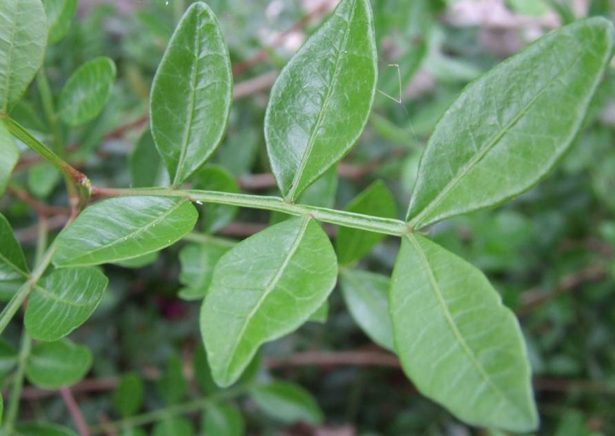 Pistacia lentiscus / Lentisco