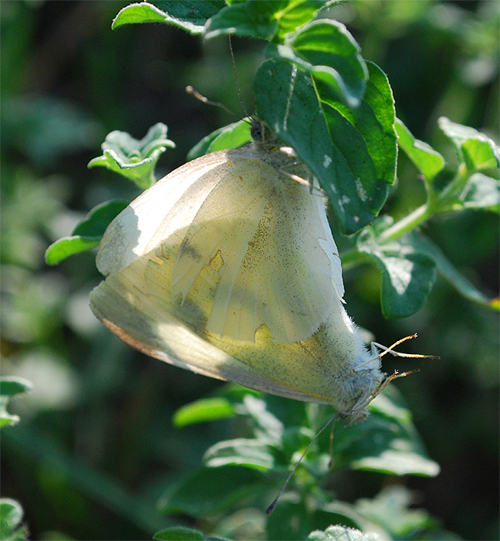 Pieris napi in accoppiamneto