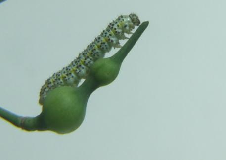 Raphanus raphanistrum subsp. landra / Ramolaccio