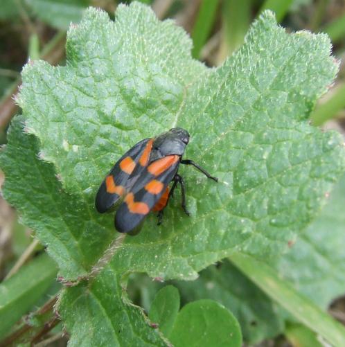 Cercopis sanguinolenta