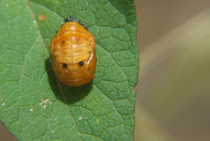 coccinella