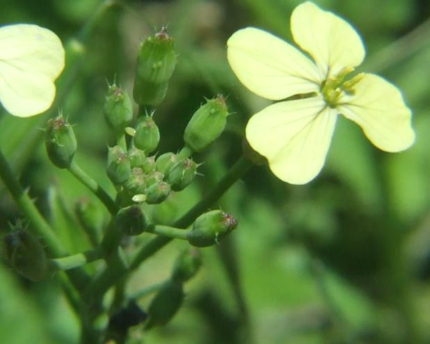 Pontia edusa