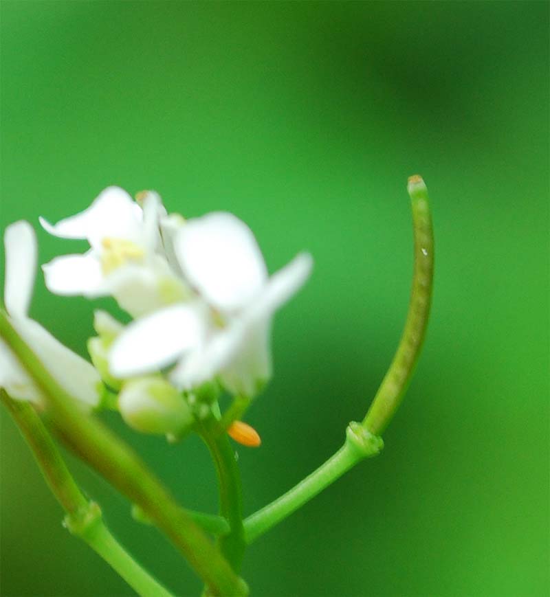 Anthocharis cardamines