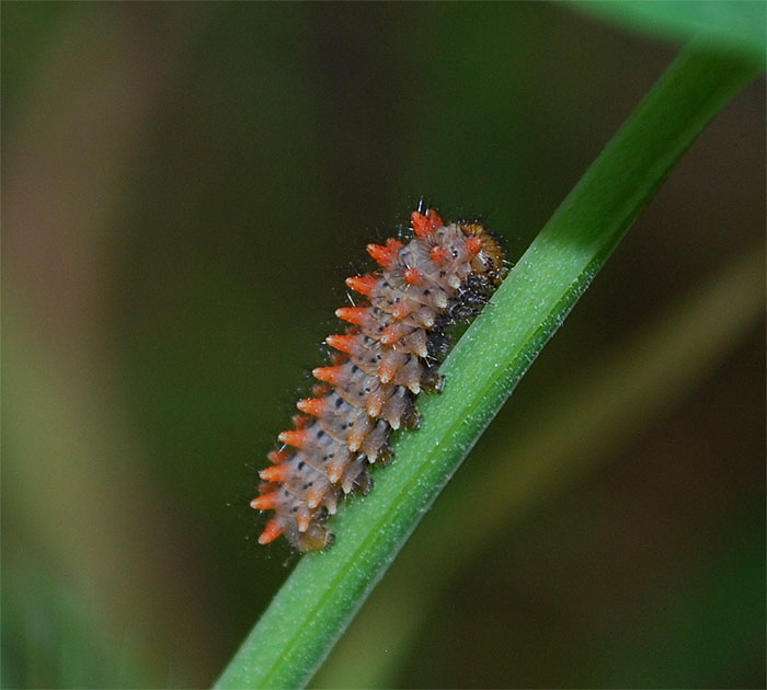 bruco - zerynthia polixena