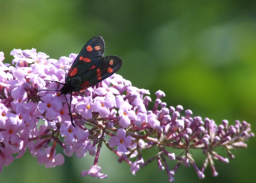 sulla buddleia