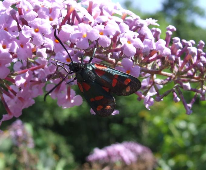 sulla buddleia