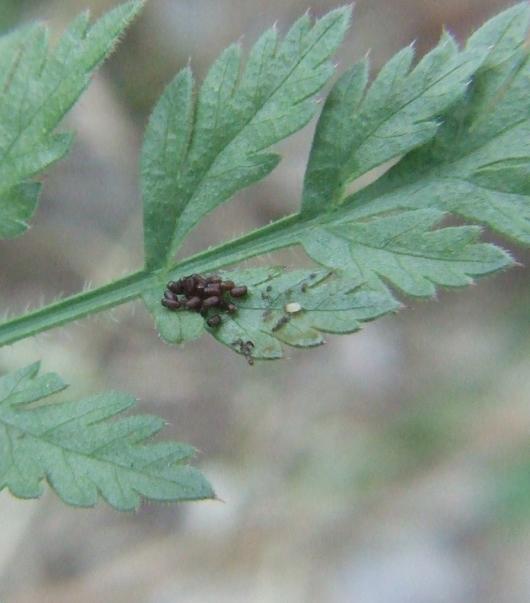 Uova di Eterottero Pentatomide