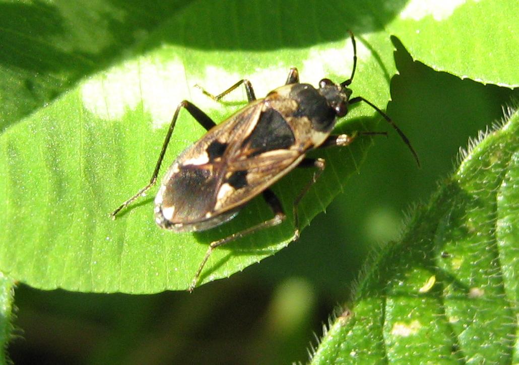 Rhyparochromus vulgaris