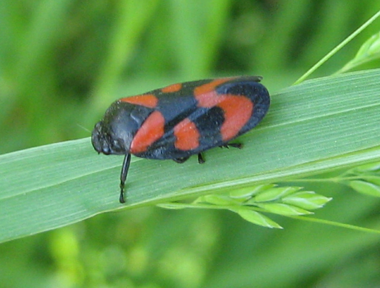 Cercopis vulnerata