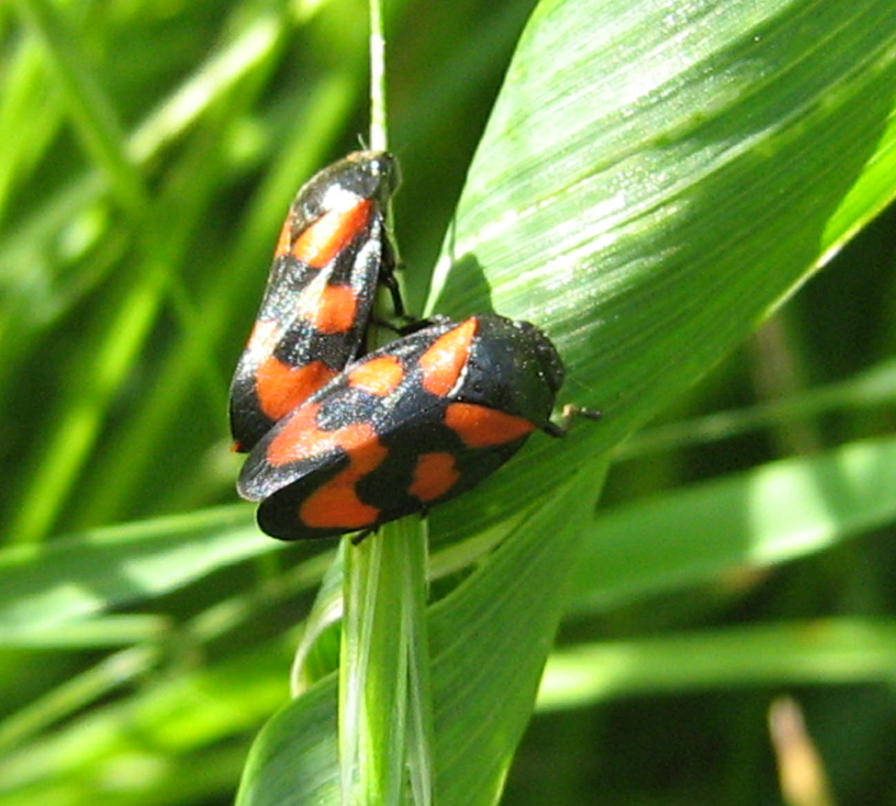 Cercopis vulnerata